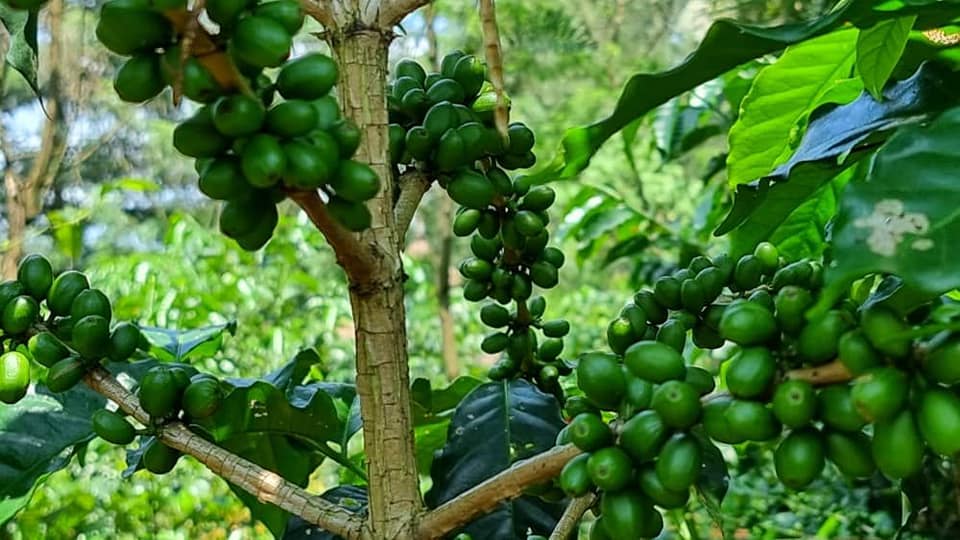 Why Yirgacheffe Coffee is Beloved by Specialty Coffee Connoisseurs