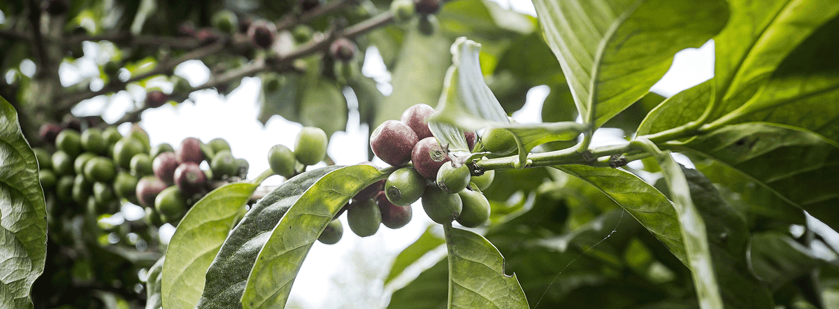 Colombia Excelso EP: From the Mountains of Colombia to Your Cup